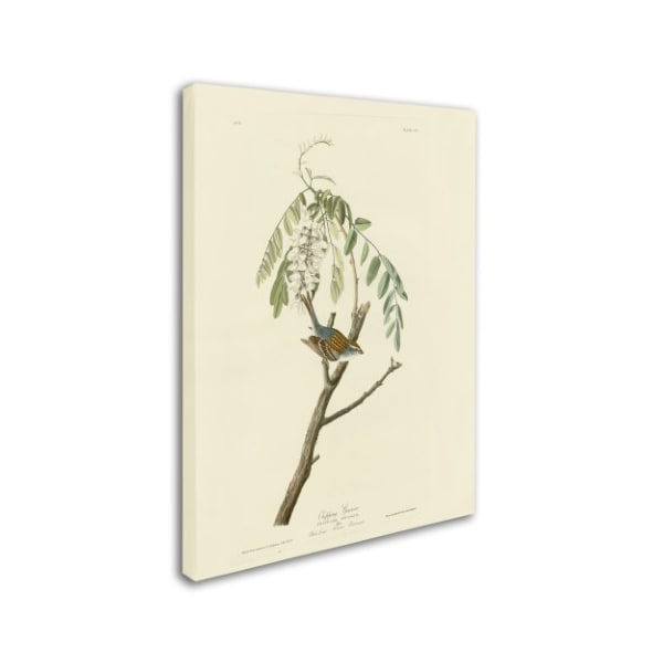 Audubon 'Chipping Sparrowplate 104' Canvas Art,14x19